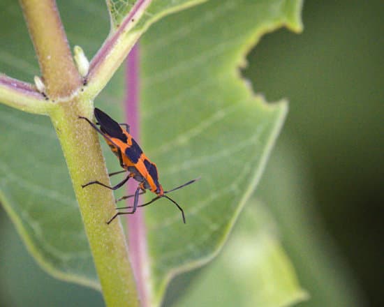 canva milkweed bug MAEPt0 mN3s