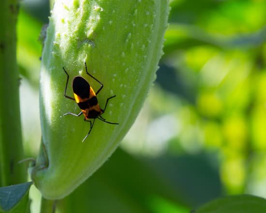 canva milkweed bug on milkweed pod MADAwsmZcfA