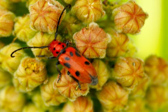 canva milkweed bugs on milkweed plants MAEtUQF i9k