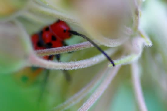 canva milkweed bugs on milkweed plants MAEtUR 4k5g