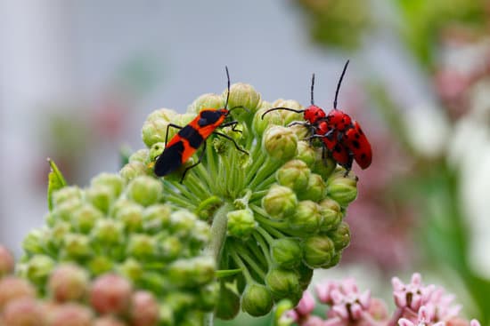 canva milkweed bugs on milkweed plants