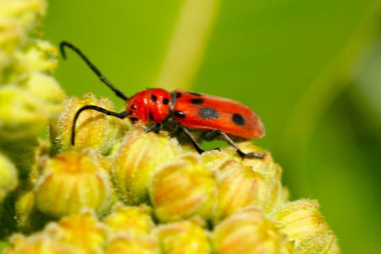 canva milkweed bugs on milkweed plants MAEtUVSjz3o