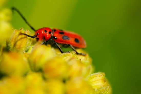 canva milkweed bugs on milkweed plants MAEtUVVFLQI