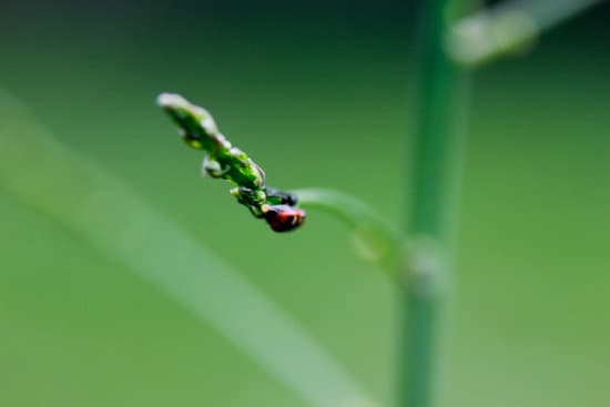 canva milkweed bugs on milkweed plants MAEtUVnafgU