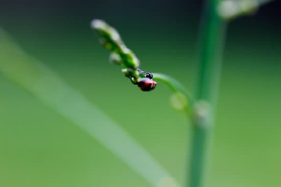 canva milkweed bugs on milkweed plants MAEtUW0nUkg