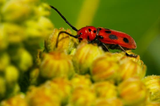 canva milkweed bugs on milkweed plants MAEtUW5p7gA