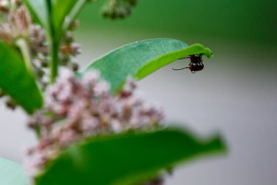 canva milkweed bugs on milkweed plants MAEtUZv5s44