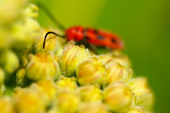 canva milkweed bugs on milkweed plants MAEtUbD95Yk