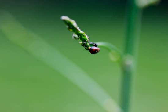 canva milkweed bugs on milkweed plants MAEtUbm9uzE