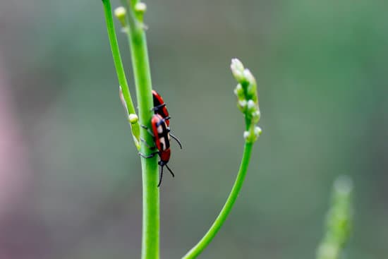 canva milkweed bugs on milkweed plants MAEtUbnvlV0