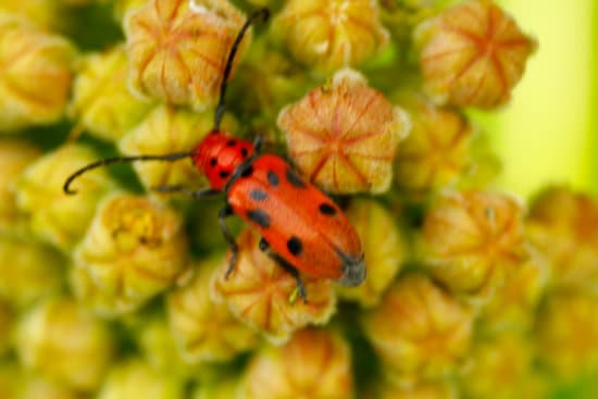 canva milkweed bugs on milkweed plants MAEtUbovpNg