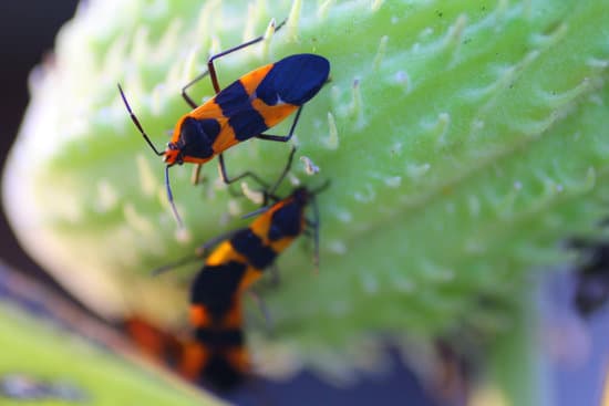 canva milkweed bugs on milkweed plants MAEtUcaGLt0