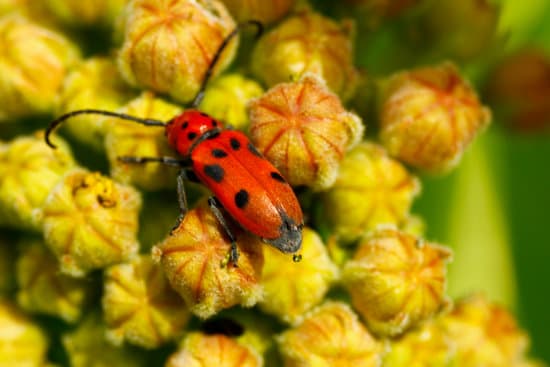 canva milkweed bugs on milkweed plants MAEtUdHg5SM