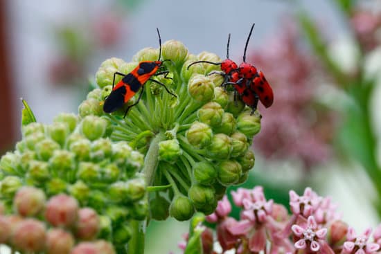 canva milkweed bugs on milkweed plants MAEtUeVZdRY