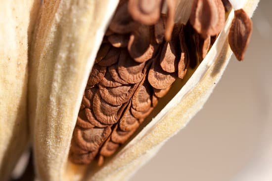 canva milkweed closeup MAC6AsGH2EY