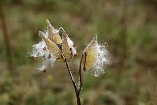 canva milkweed pod