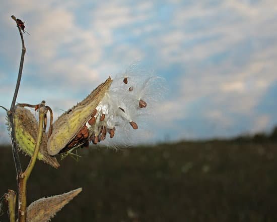 canva milkweed pod opening MADCO7 R CM