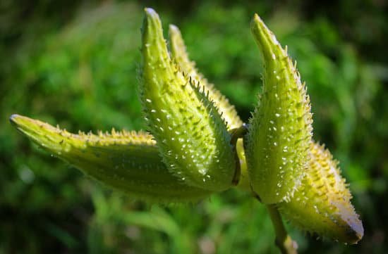 canva milkweed pods MAC5OtJT7EU