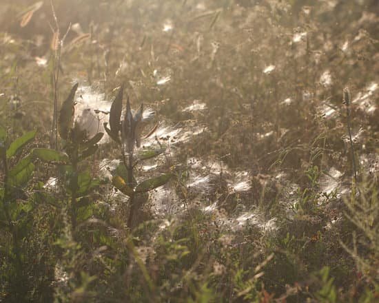 canva milkweed pods MADCNtFiT A