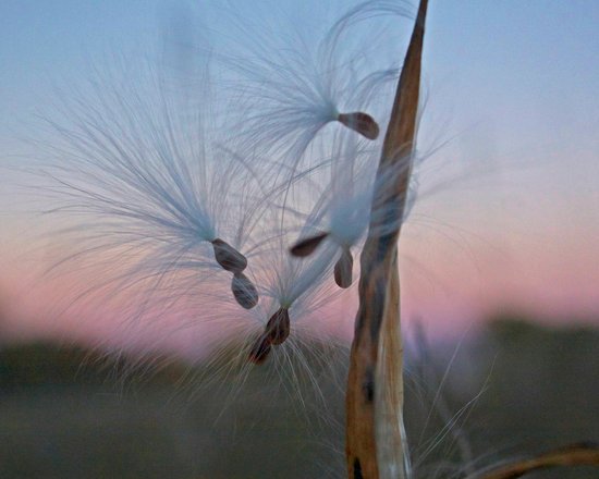 canva milkweed seeds MADFN3ui5Yw