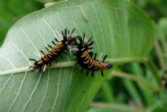 canva milkweed tussock moth or milkweed tiger moth neuchaetes egle MAEEeBtDpyU