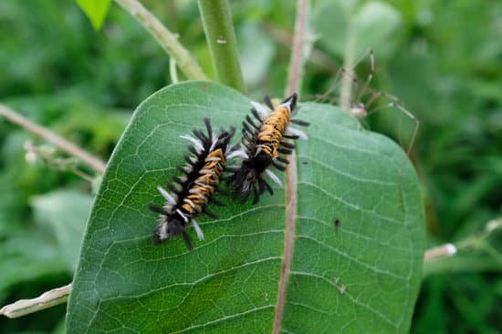 canva milkweed tussock moth or milkweed tiger moth neuchaetes egle MAEFlX8NyCQ