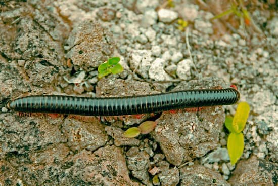 canva millipede MADAczLDTu0