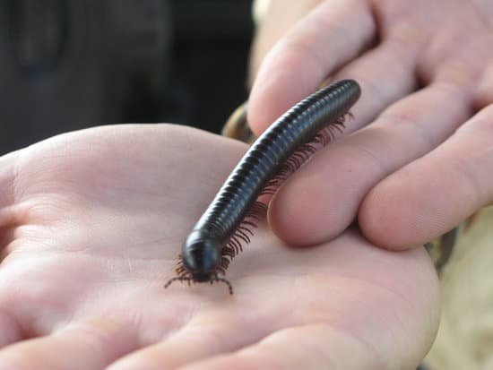 canva millipede MADApNXd0pc