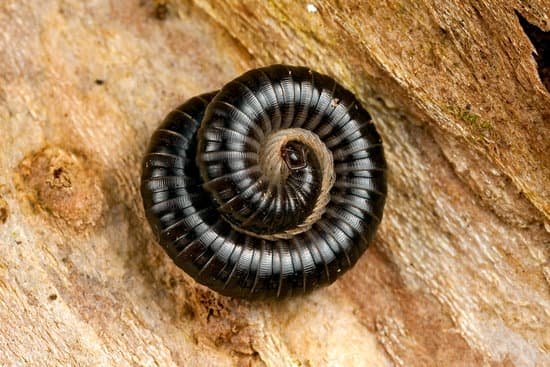 canva millipede MADAqoBZ To