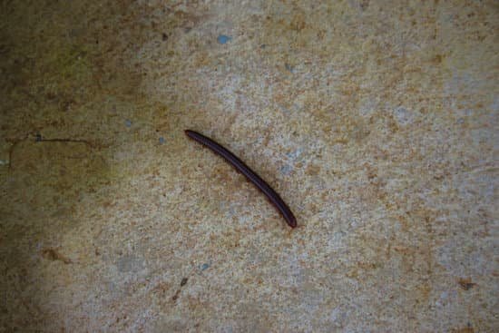 canva millipede