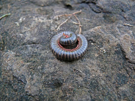 canva millipede MADAzNkP47w