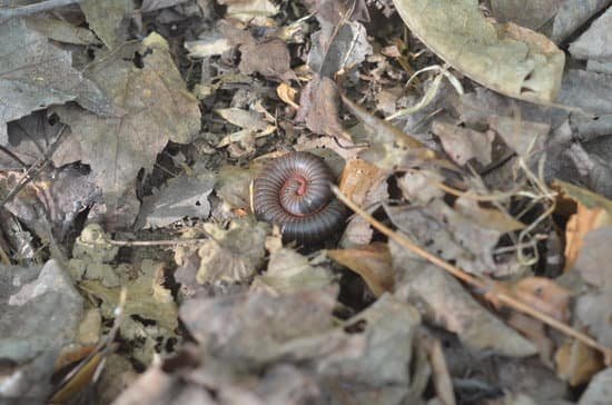 canva millipede MADBAdH2080