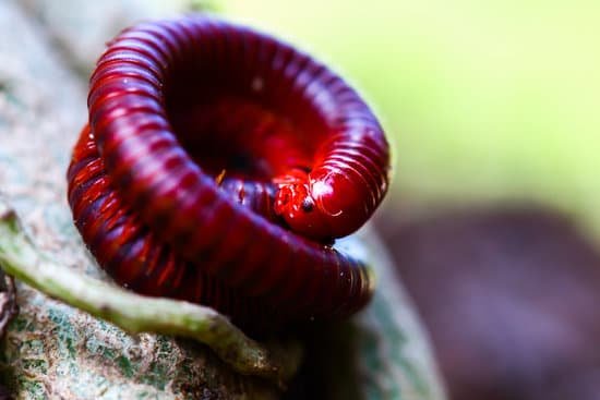 canva millipede MADBHrElid8