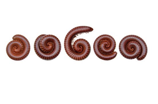 canva millipede MADBLyhzqhw