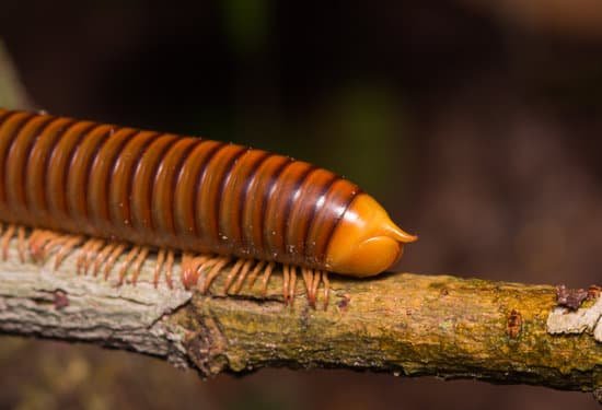 canva millipede MADBr6nuHWI