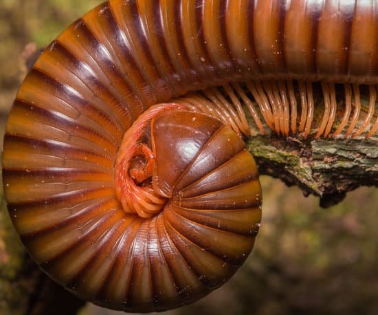 canva millipede MADBr7TQE0M