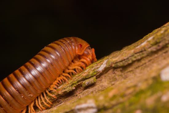 canva millipede MADBrlnQTsk
