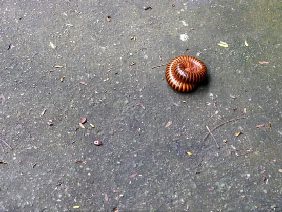 canva millipede MADCSUSHspg