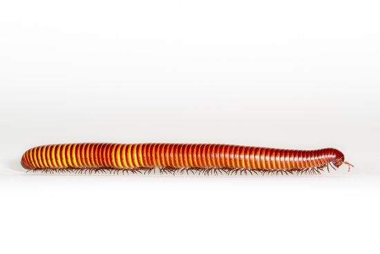 canva millipede MADFQnO8vvI