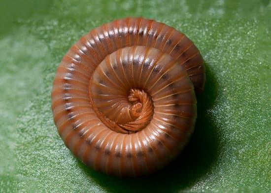 canva millipede MAEre6AEBho