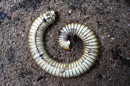 canva millipedes MAC VNFKg