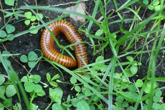 canva millipedes MADBKTo3jnY