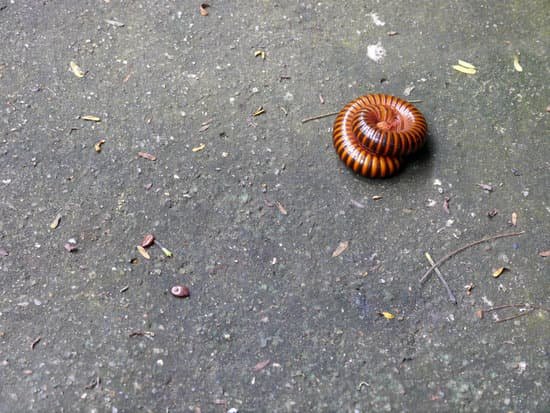 canva millipedes MADCShrfSXU