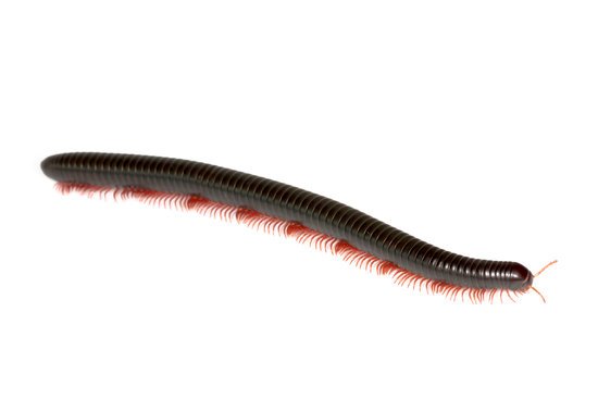 canva millipedes MADFL5doltw