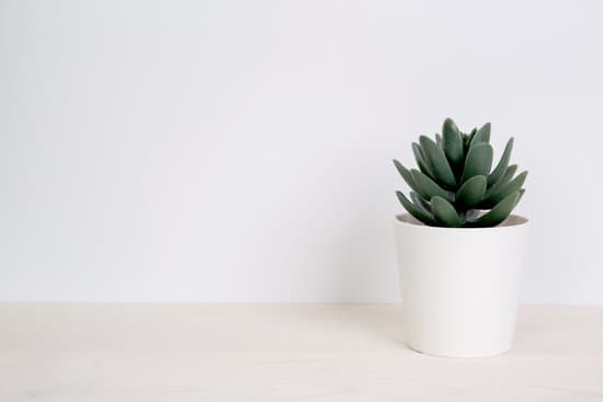 canva mini succulent plant on wooden white desk MAERfLLPaZs