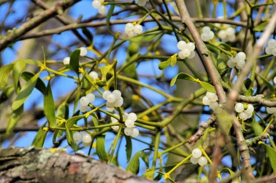 canva mistletoe MADAR0FQJR4