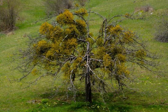 canva mistletoe tree MADBbwK 9LA