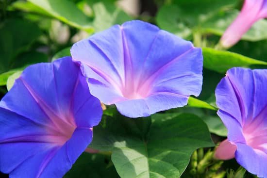 canva morning glory MAC CMhoLrA