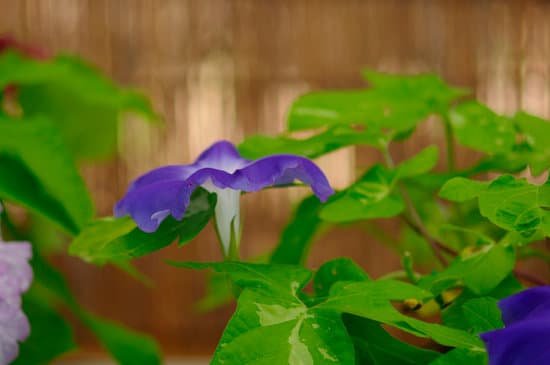 canva morning glory MAC Ehc4Nt4