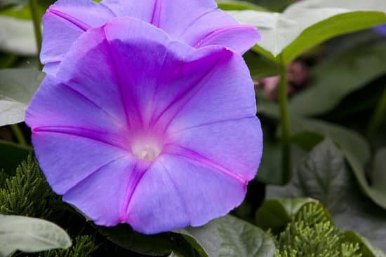 canva morning glory MAC Ho wUzs